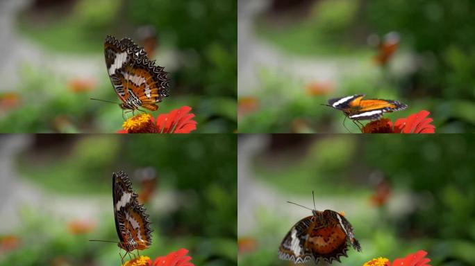 橘色蝴蝶正在从红花中吮吸蜜露并飞走。模糊的绿色花卉背景。慢动作镜头