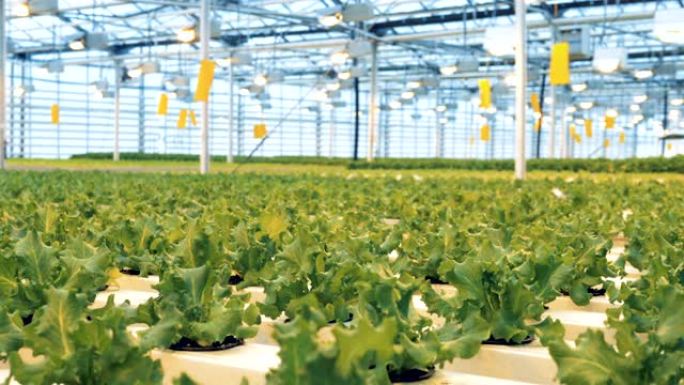 一束床，特写。生菜植物生长在一个大温室里。