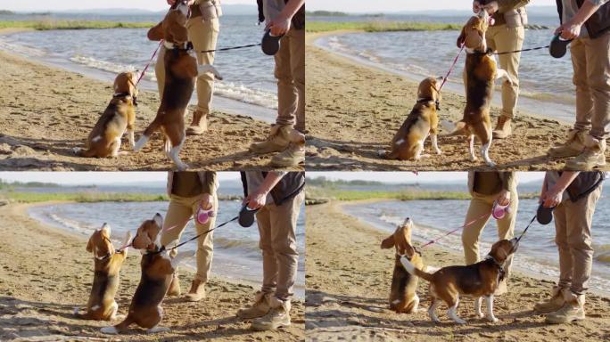 比格犬在湖岸乞讨美食