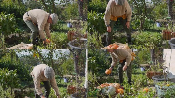 高加索人在花园里将成熟的南瓜装进板条箱