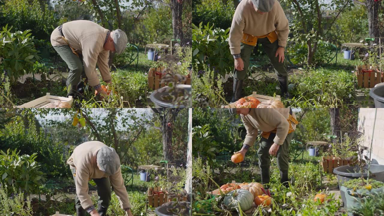 高加索人在花园里将成熟的南瓜装进板条箱