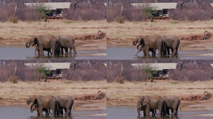 在津巴布韦万基国家公园Verney营地的客人帐篷前的水坑里喝酒的大象的4k视图