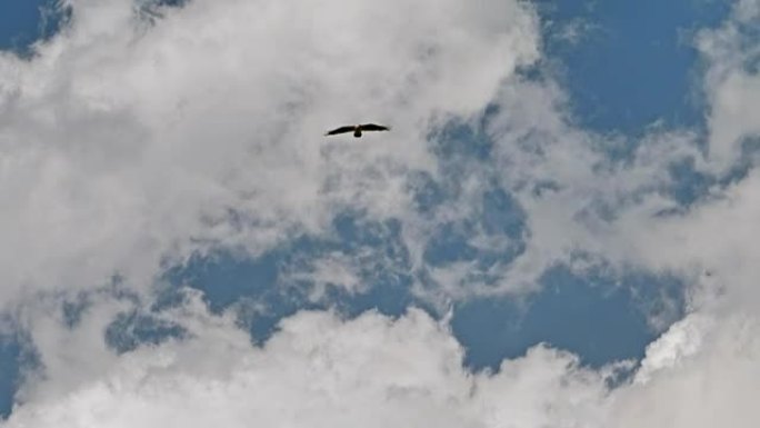 多云的天空上的飞鹰