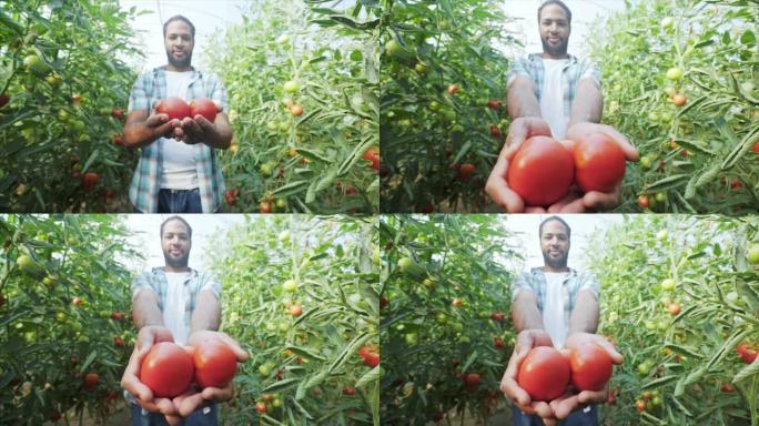 男性农民展示他的有机西红柿产量。