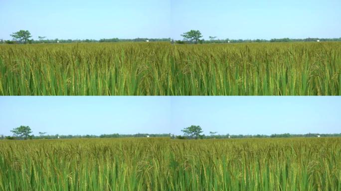 慢动作，特写: 夏日微风中，大片稻田沙沙作响。