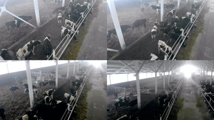 站在牛棚里的家养奶牛，俯视图。