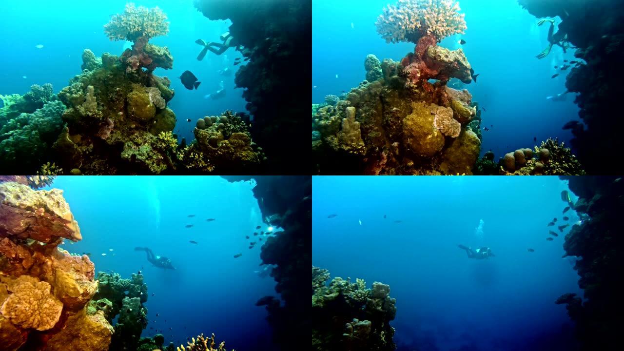 水下生命。在珊瑚礁附近潜水