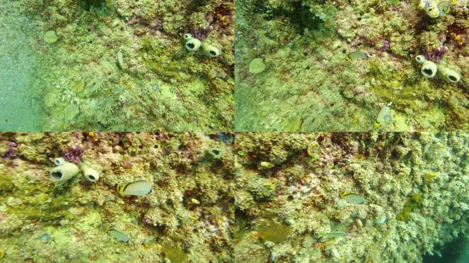 这里有很多藻类和珊瑚