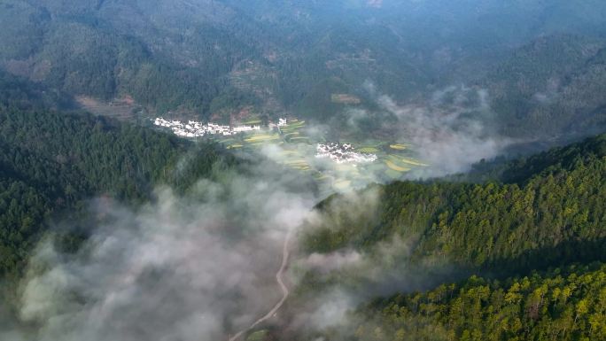 美丽乡村油菜花与晨雾