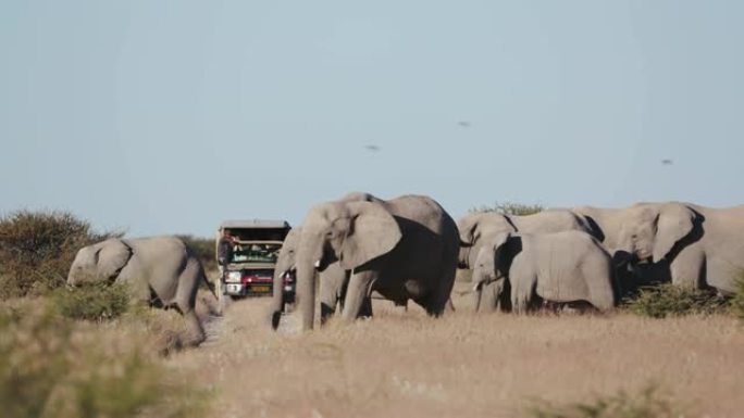 纳米比亚埃托沙国家公园，一群繁殖的大象在一辆穿越灌木草原的游猎车前面过马路的4K近距离镜头