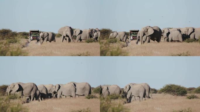 纳米比亚埃托沙国家公园，一群繁殖的大象在一辆穿越灌木草原的游猎车前面过马路的4K近距离镜头