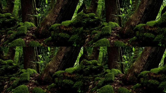 生长在苔藓岩石中的树木移动镜头