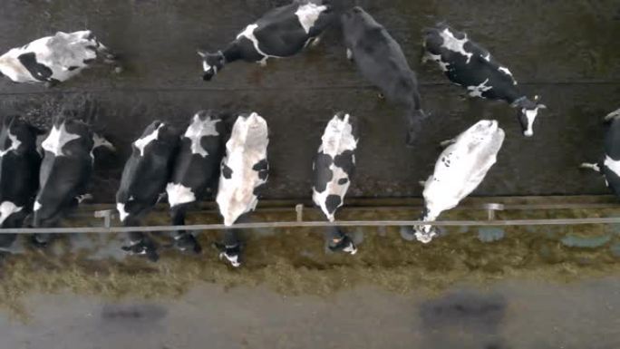 奶牛在农场的一个小农场里吃饭，俯视图。