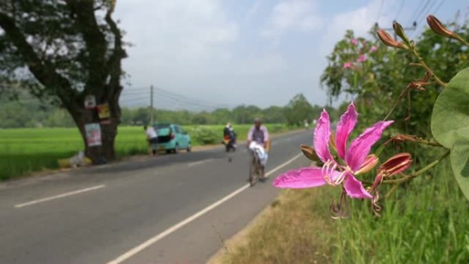 斯里兰卡路边生长的粉红女士