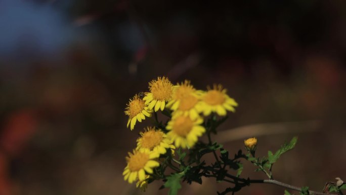 唯美清新野外鲜花