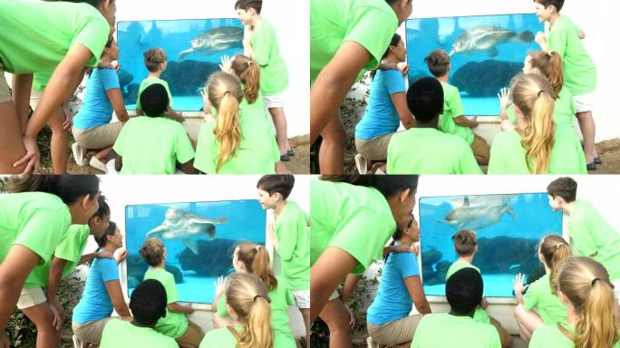 老师和孩子们在水族馆看海龟
