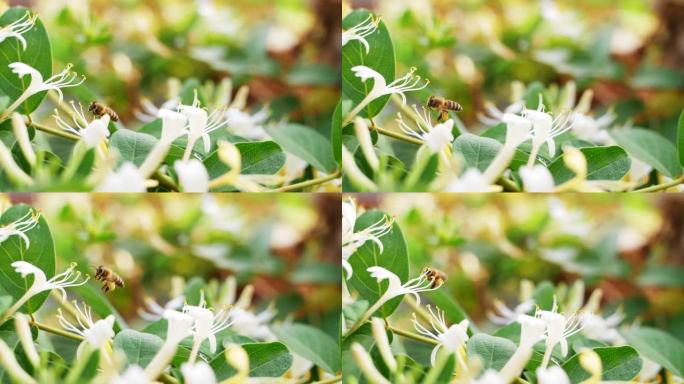 蜜蜂收集花蜜花粉在金银花周围飞行