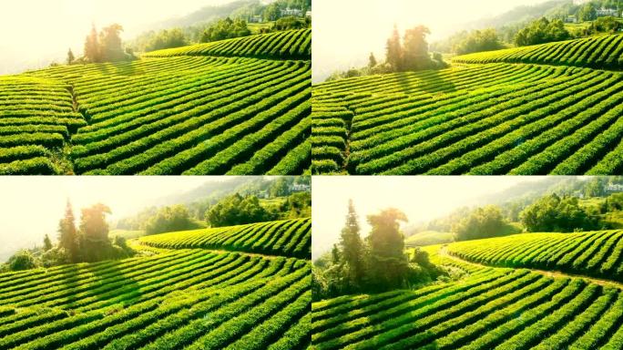 茶田茶园茶叶种植采摘绿茶红茶农采茶山茶树