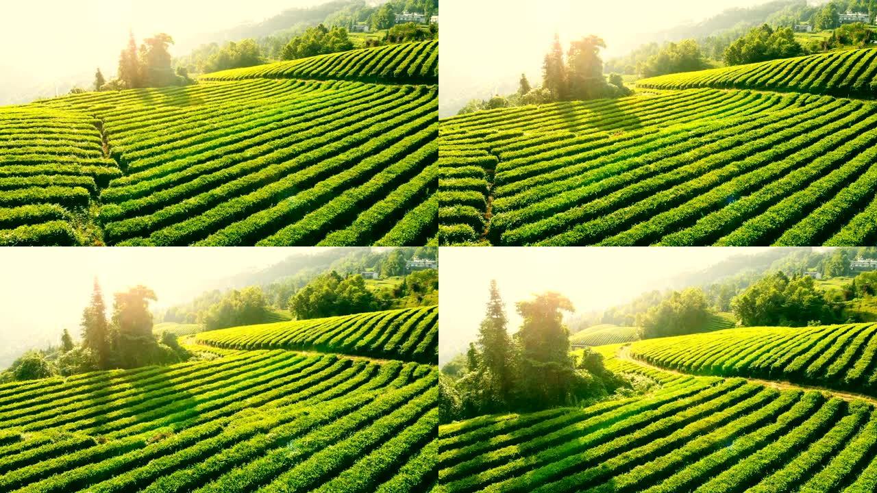 茶田茶园茶叶种植采摘绿茶红茶农采茶山茶树
