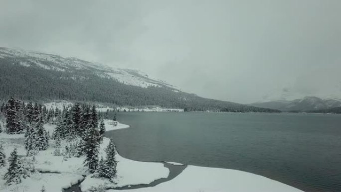 鸟瞰雪松树