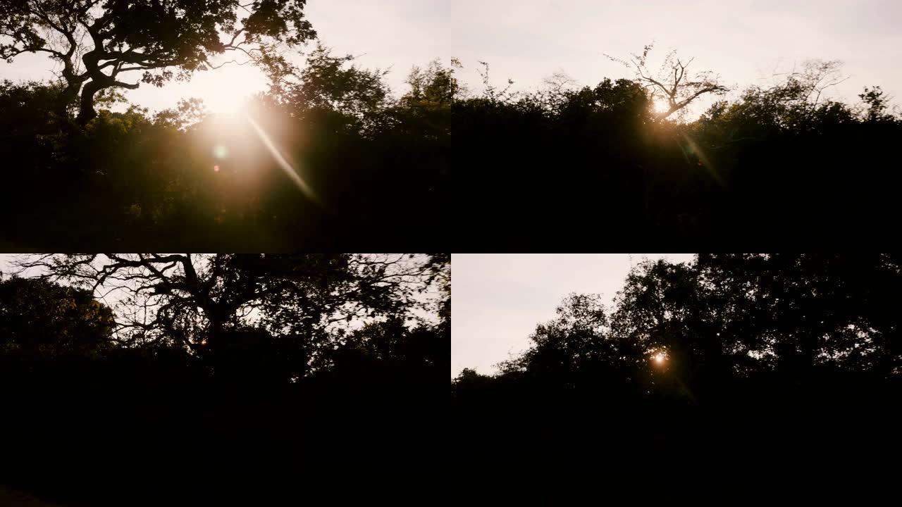 日落时分，美丽的跟踪照片照耀着郁郁葱葱的绿色森林树木，从行驶中的车辆可以看到。