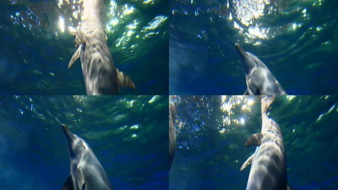 海豚游泳海洋馆海洋