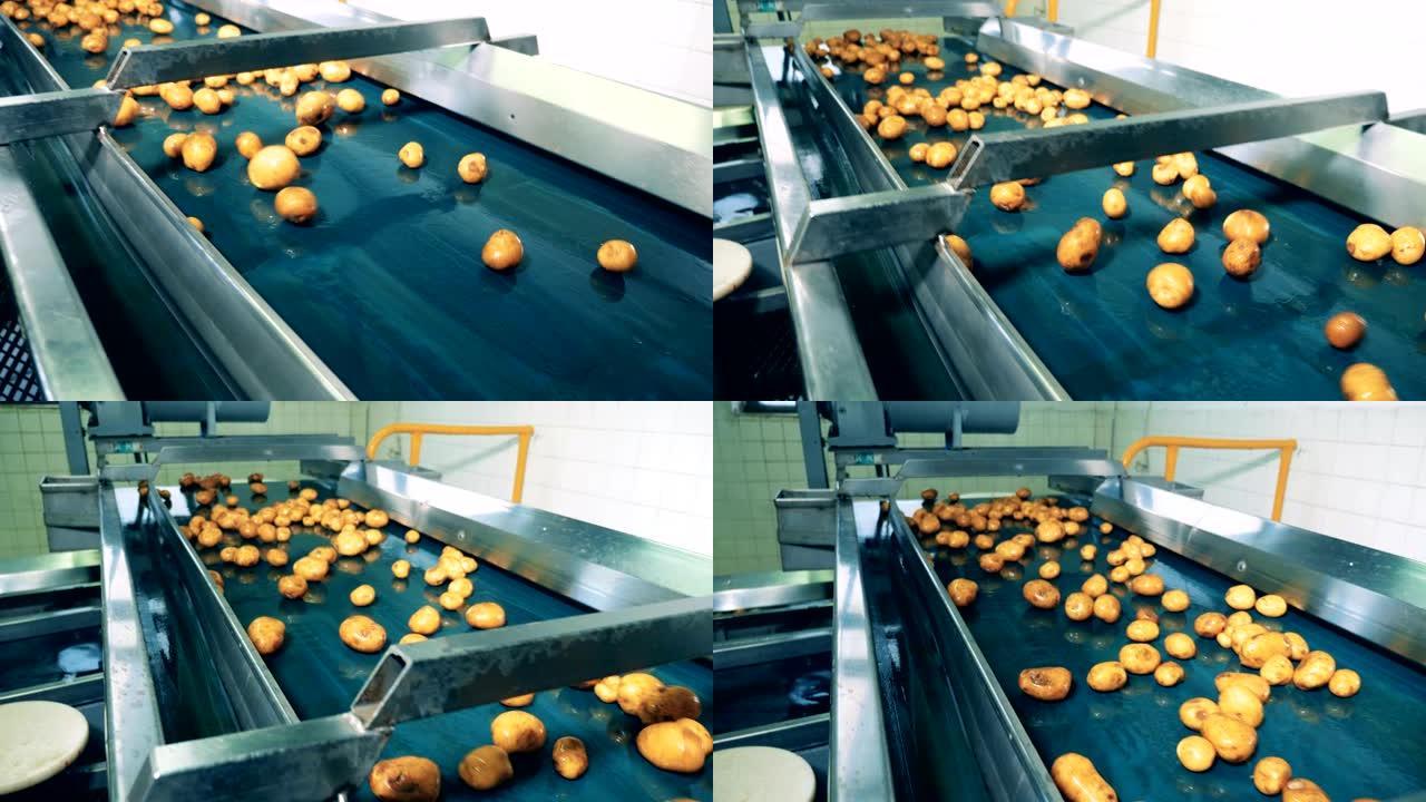 自动输送机在食品厂移动许多黄色土豆。