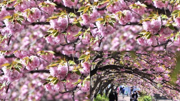 日本人沿着一排樱花树散步