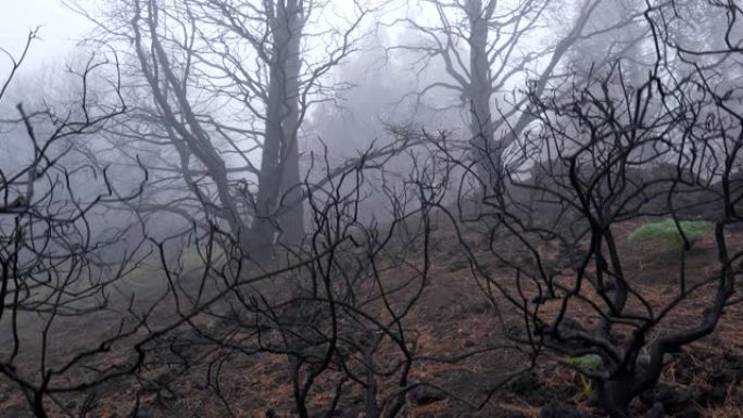 森林大火后，在雾中烧毁树木。森林火灾余波，万向节射击。自然灾害。4K, UHD