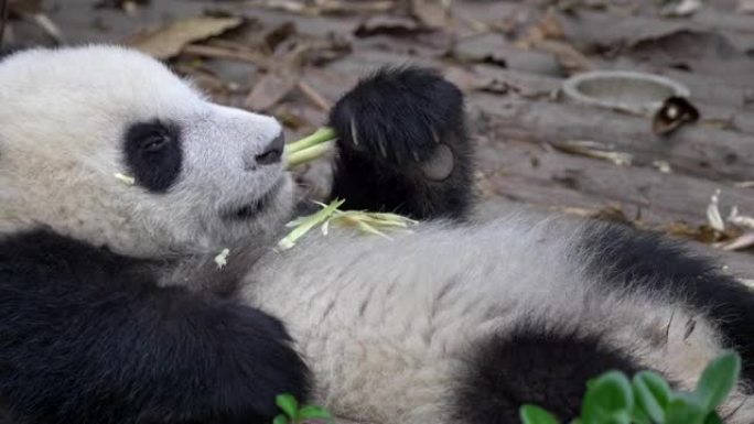 有趣的熊猫宝宝在中国成都拍摄。一只年轻可爱的大熊猫躺在背上放松，懒洋洋地吃着竹子。UHD