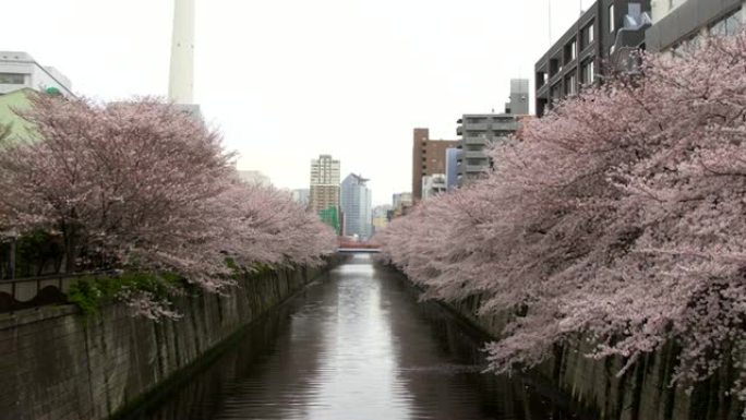 日本东京目黑河春天美丽的樱花或樱花