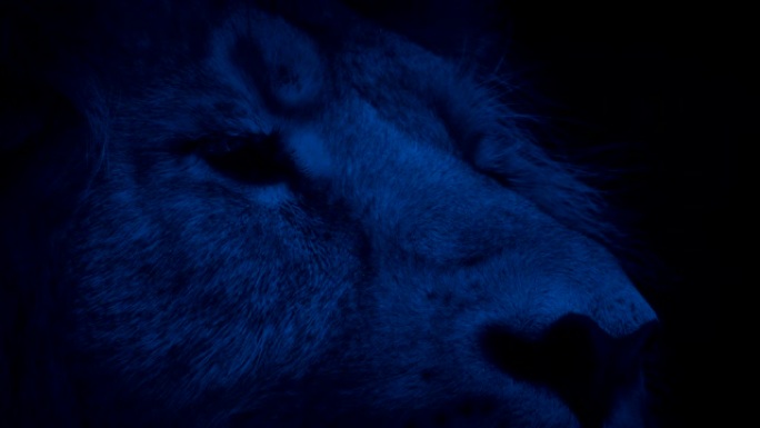 狮子在夜间特写时眨眼