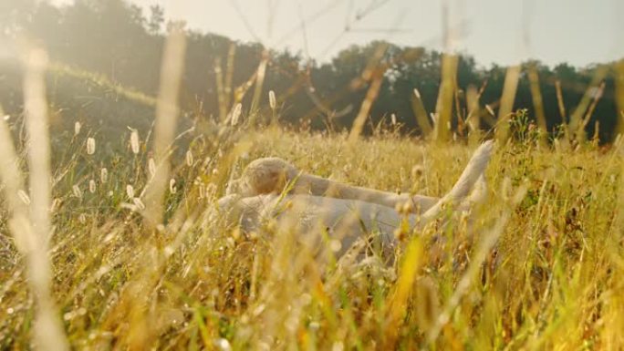超级SLO MO时间扭曲效应MS TS幼犬在草地上。玩狗。
