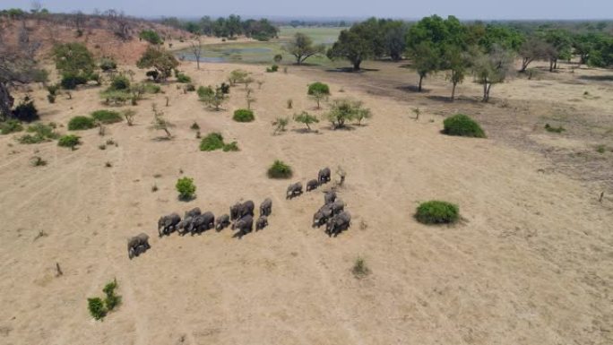 在津巴布韦的荒野中行走的一大群大象的4k鸟瞰图