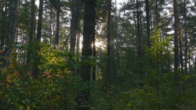 清晨拍摄夏季森林的Steadicam。UHD