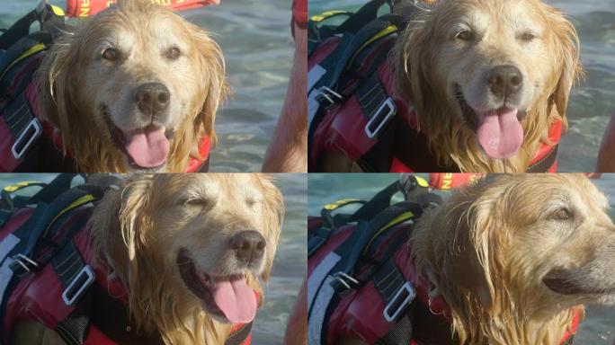 穿着红色衣服的金毛猎犬 (狗) 救生员在海上