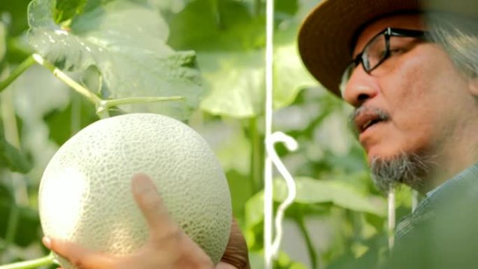 农民手握着新鲜的甜瓜或绿色甜瓜或哈密瓜甜瓜植物，生长在由串瓜网支撑的温室中。在温室中生长的甜瓜网，现