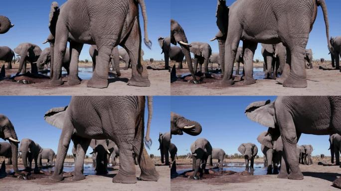 博茨瓦纳，一小群大象在水坑里喝酒的4k特写低角度视图，背后是蓝天