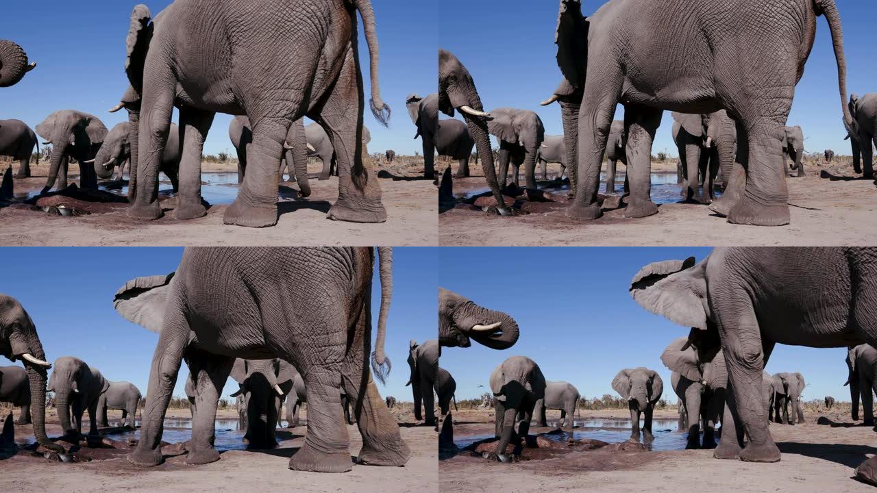 博茨瓦纳，一小群大象在水坑里喝酒的4k特写低角度视图，背后是蓝天