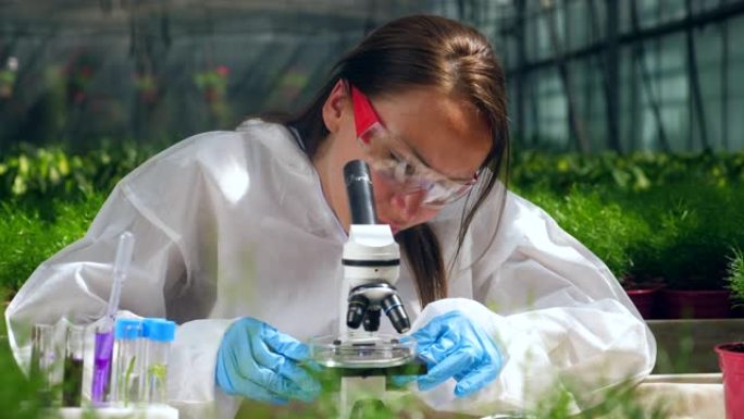 女农学家正在温室里研究农药。转基因概念。