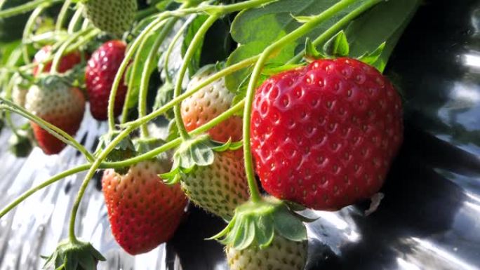 室内种植的日本草莓