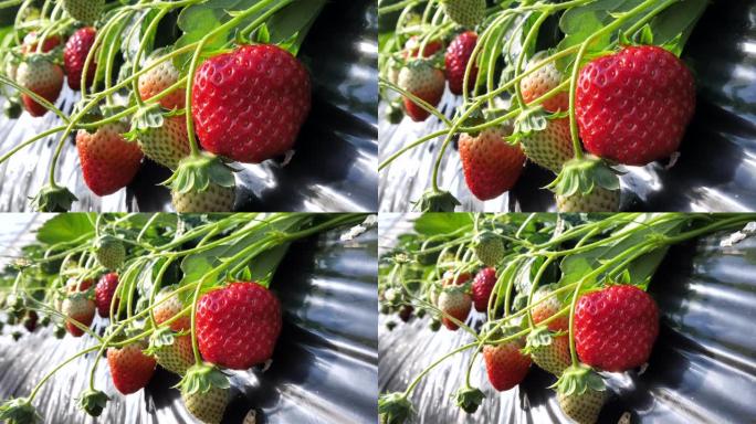 室内种植的日本草莓