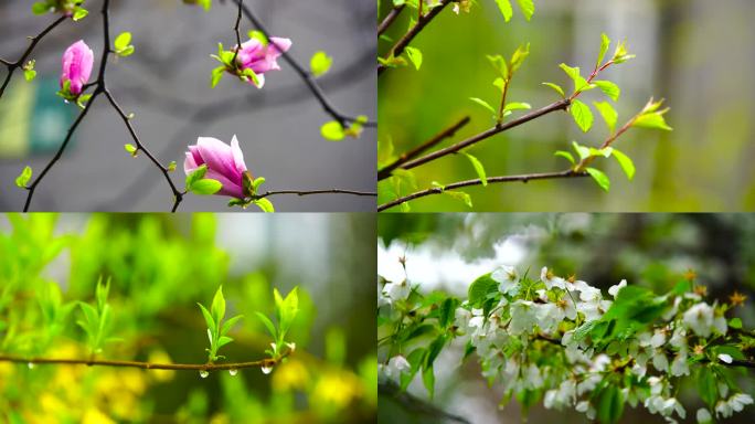 春天雨后植物花朵嫩芽素材