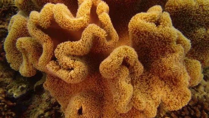 珊瑚实际上是动物，尽管它们看起来像植物