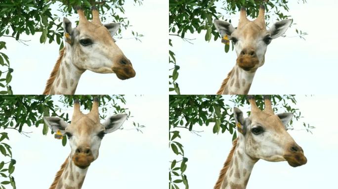 长颈鹿头的特写实拍视频特写镜头草原风光