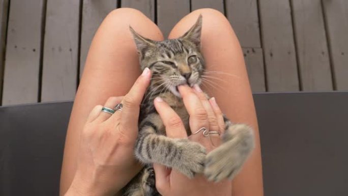 POV: 在你腿上爱抚一只可爱的小猫，而它嬉戏地咬你的手指。