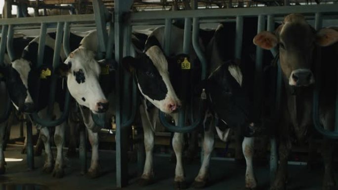 用于生物奶制品行业的生态生长奶牛的慢动作正在农场的牛棚里吃干草，阳光普照