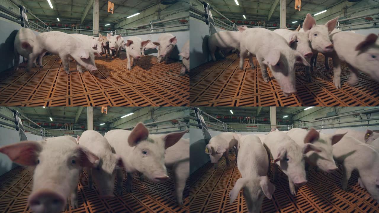 小猪正朝着农场的摄像机移动