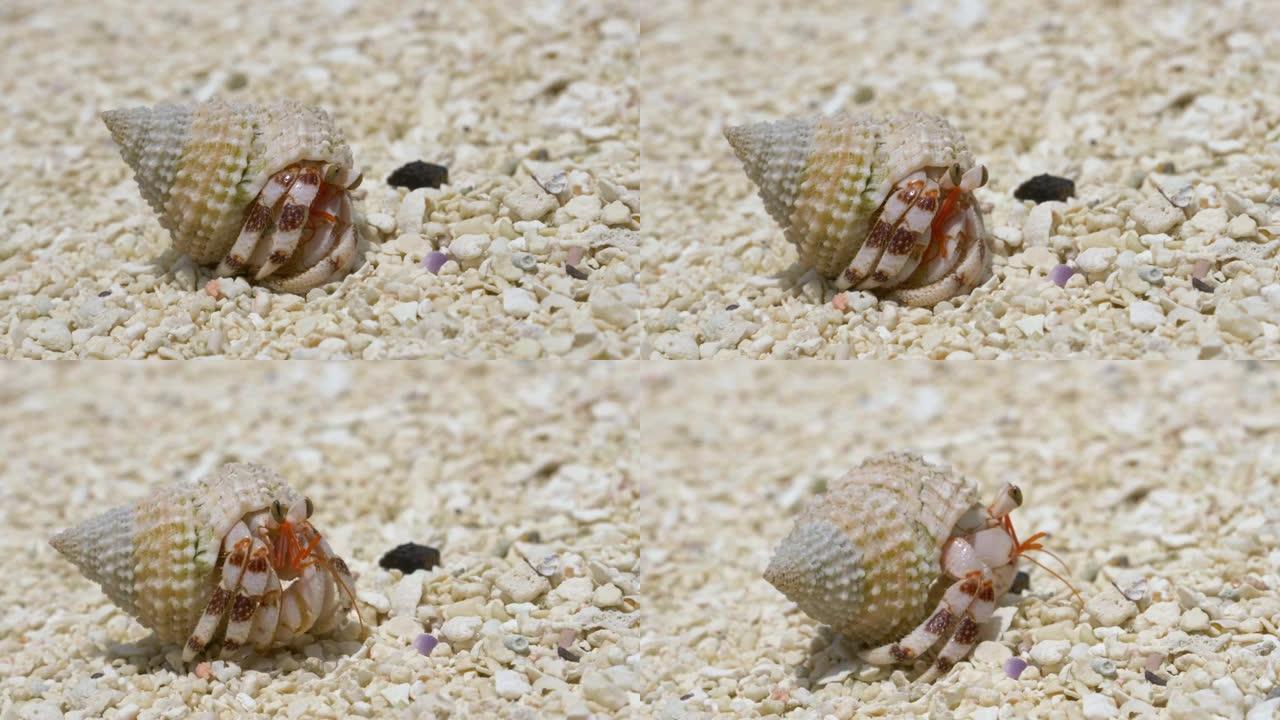 宏观: 害羞的白色寄居蟹从壳中出来，在海滩上漫游