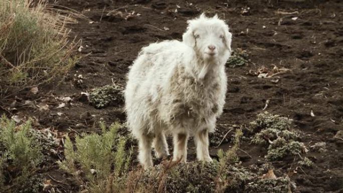 山上孤独的羊，在巴塔哥尼亚。